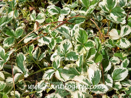 Variegated Alpine Strawberry (Fragaria vesca Variegata)
The red and green runners (stolons) can be seen in this image.